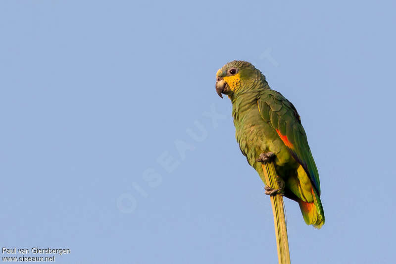 Amazone aourouadulte, identification