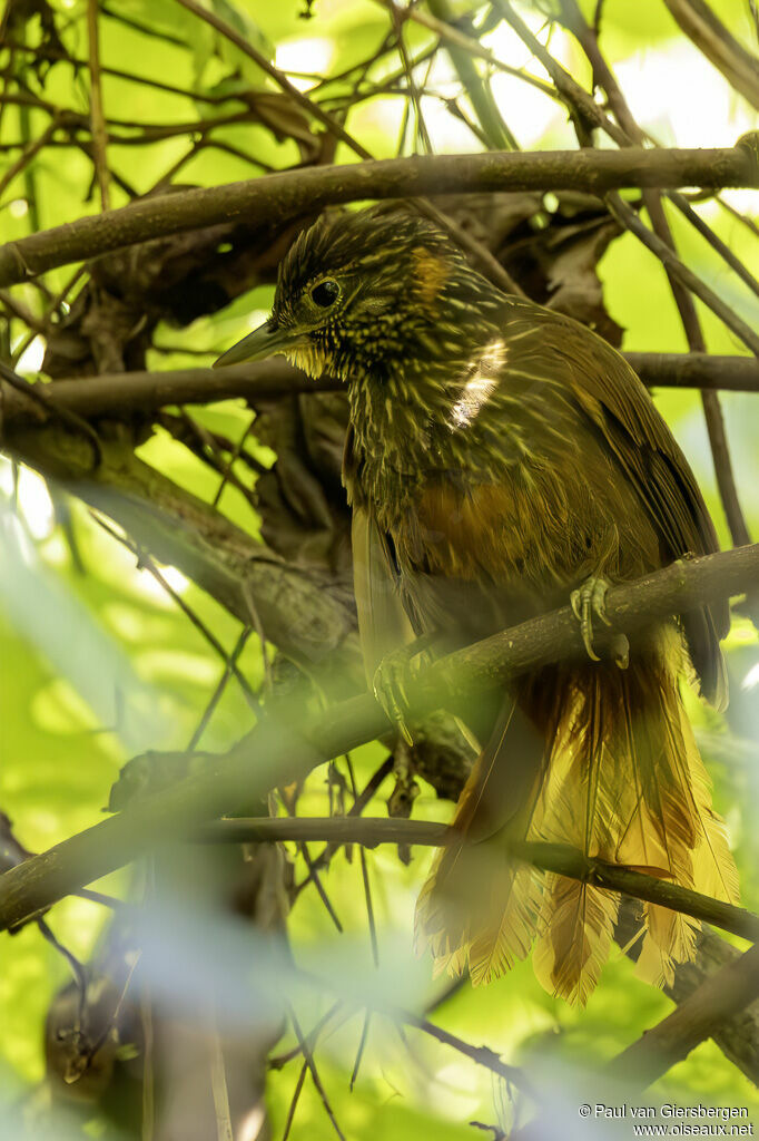 Anabate vergetéadulte