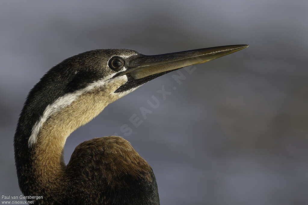 African Darter male adult breeding, close-up portrait
