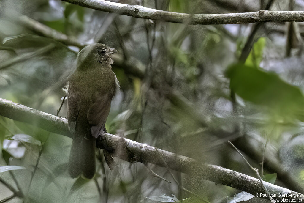 Antriade verdâtreadulte