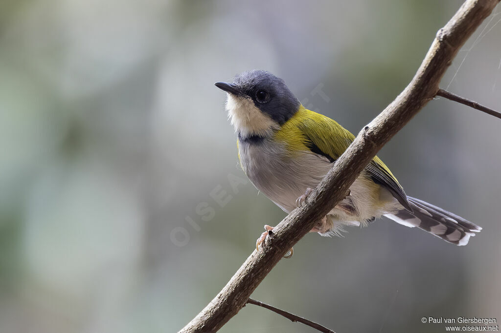 Apalis à calotte noireadulte