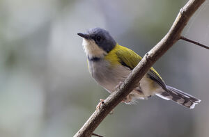 Apalis à calotte noire