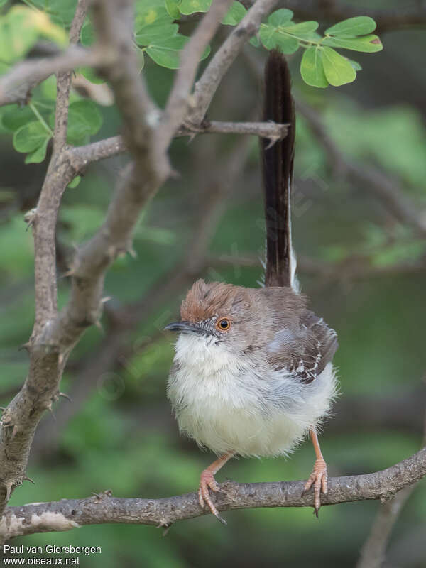 Apalis à front rouxadulte, identification