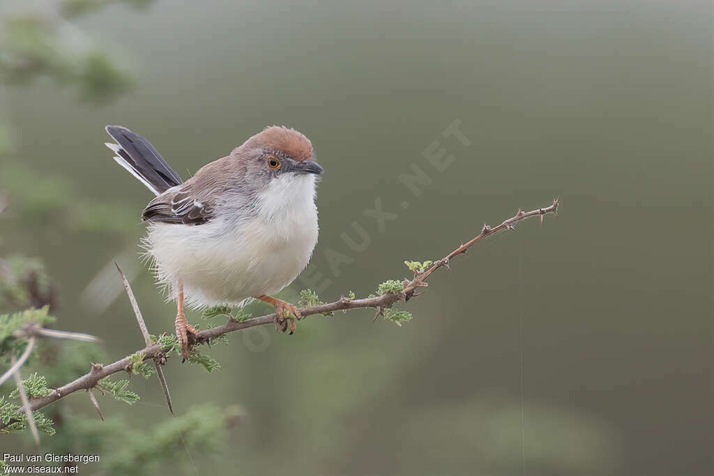 Apalis à front rouxadulte, identification