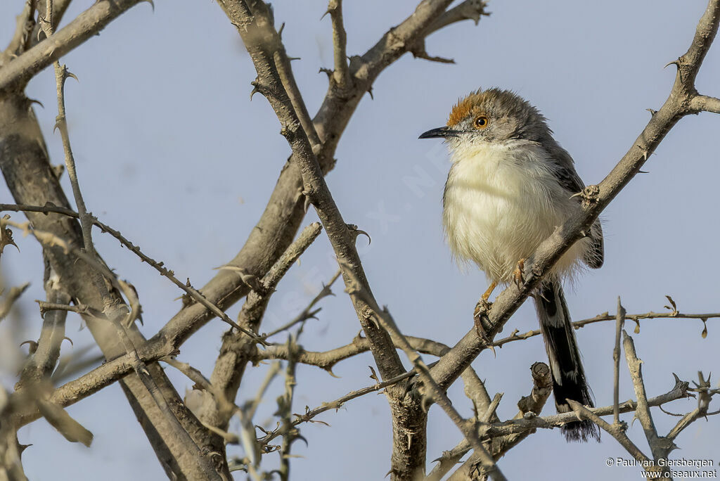 Apalis à front roux - Prinia de Rüppell<br />adulte