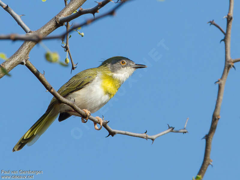 Apalis à gorge jaune femelle adulte, identification