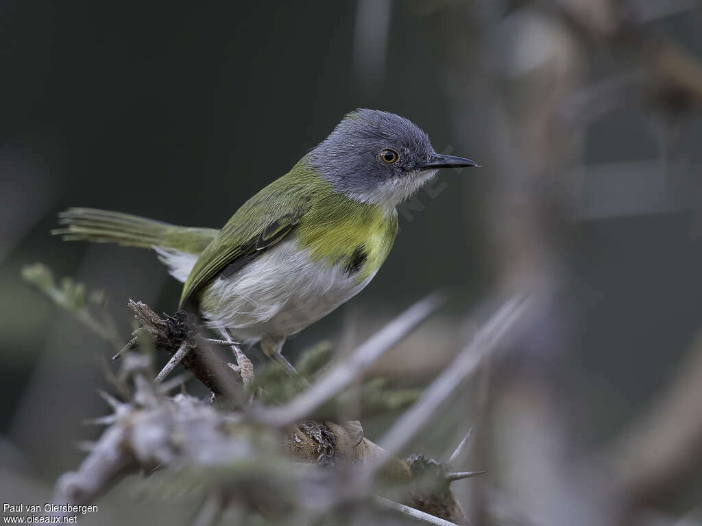 Apalis à gorge jauneadulte, identification
