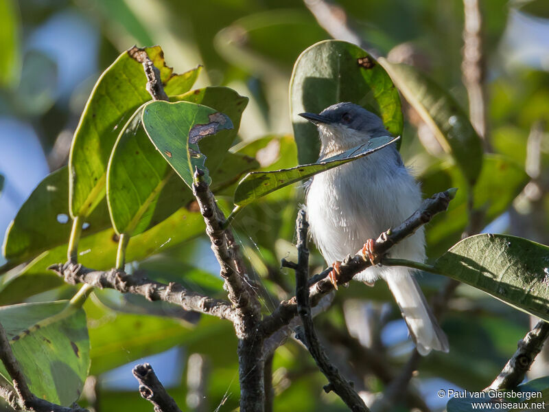 Apalis à gorge rousse