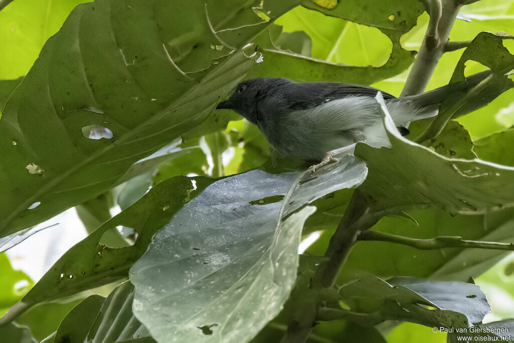 Apalis de Sharpeadulte
