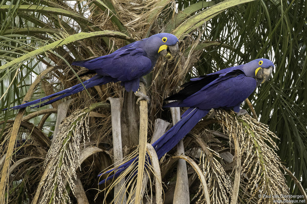 Hyacinth Macawadult