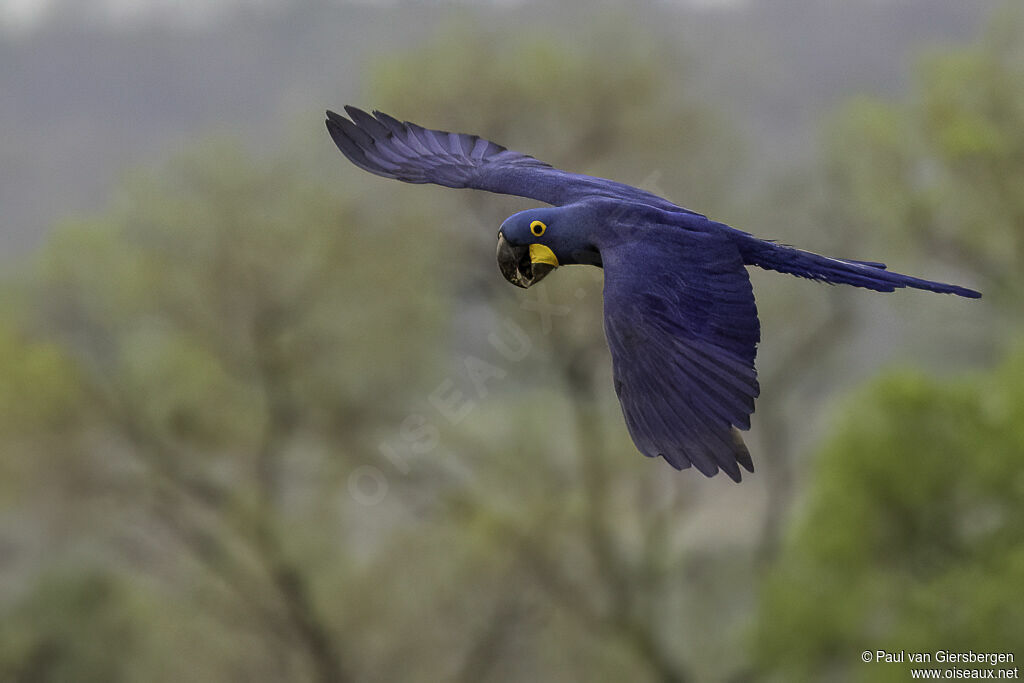 Hyacinth Macawadult