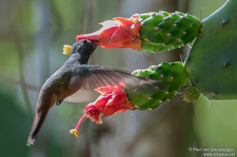 Buff-bellied Hummingbird