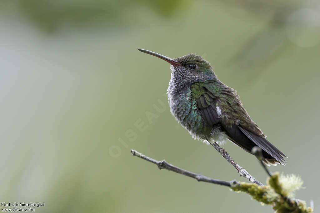 Ariane saphirine femelle adulte, identification