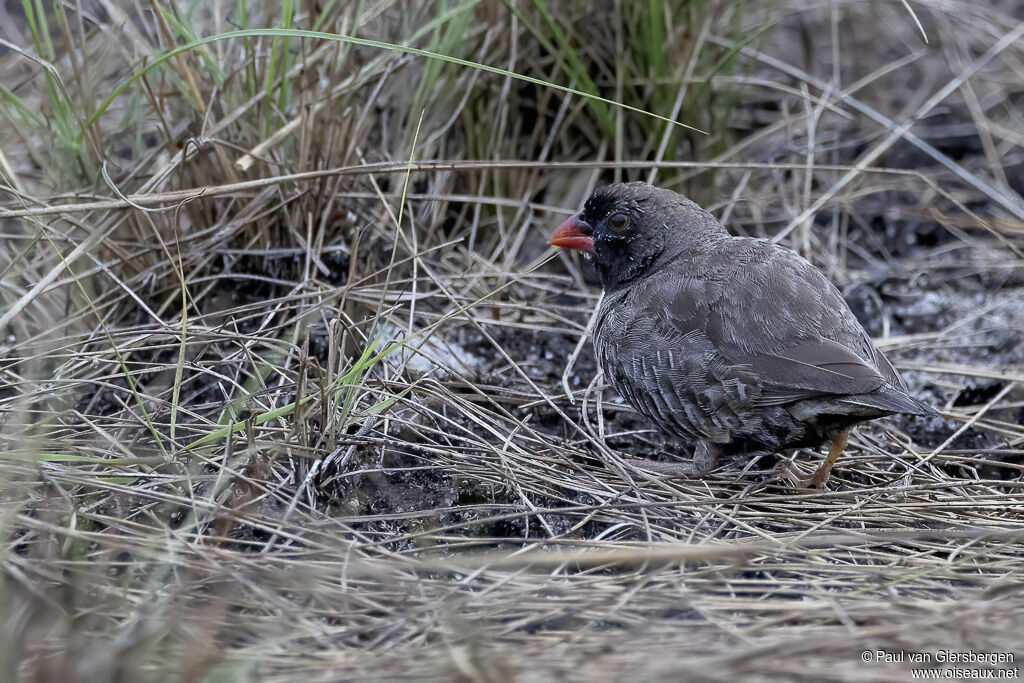 Quailfinch male adult