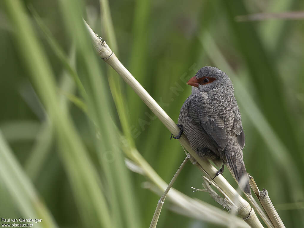 Astrild onduléadulte, identification