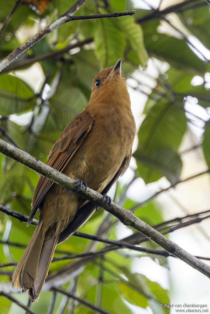 Aulia roux - Tyran plaintif<br />adulte