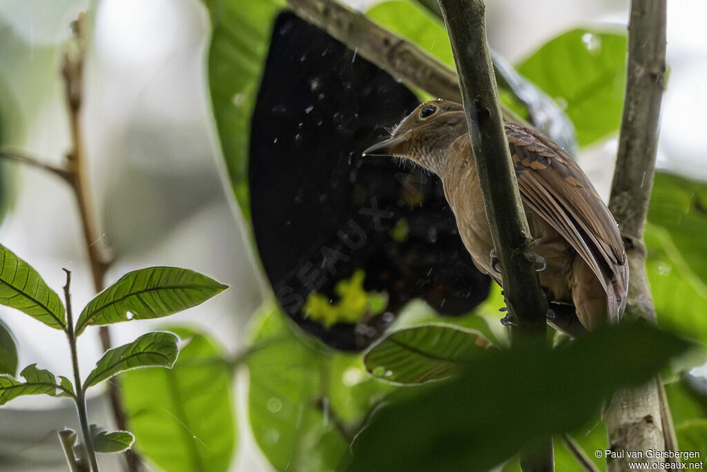 Aulia tachetéadulte
