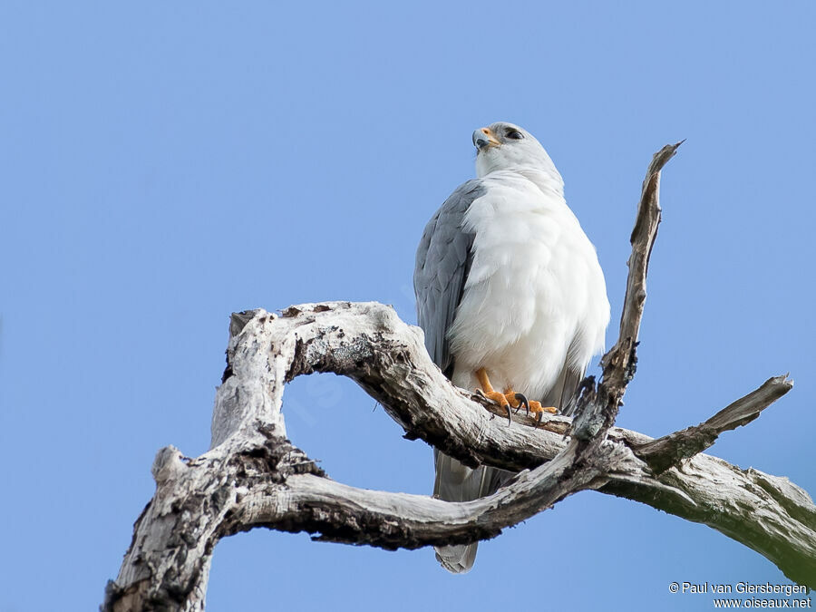 Grey Goshawkadult