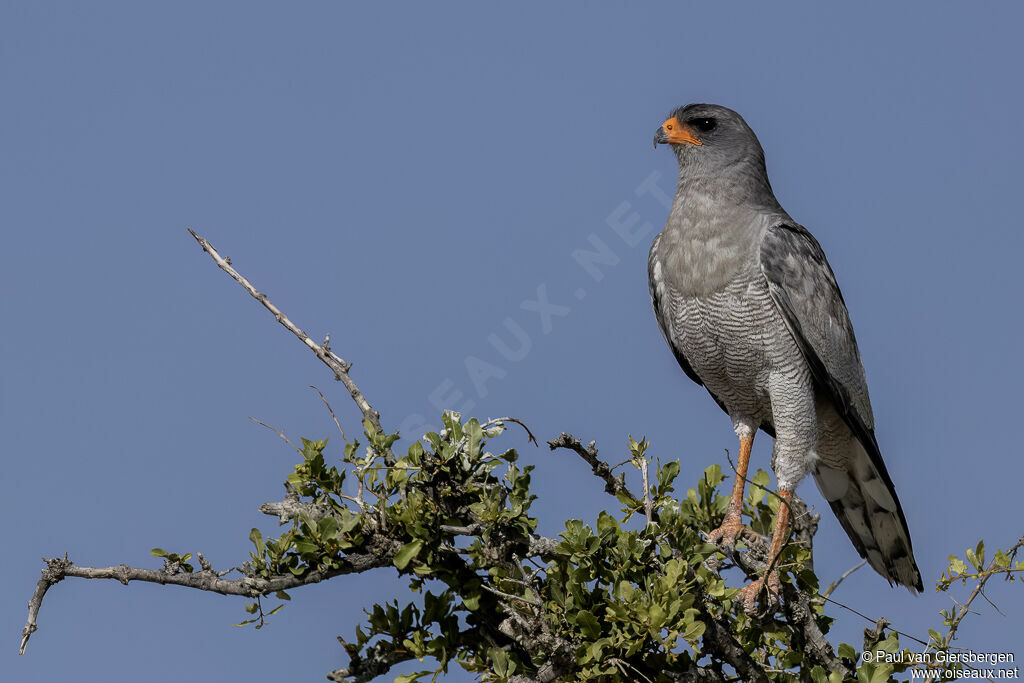 Pale Chanting Goshawkadult