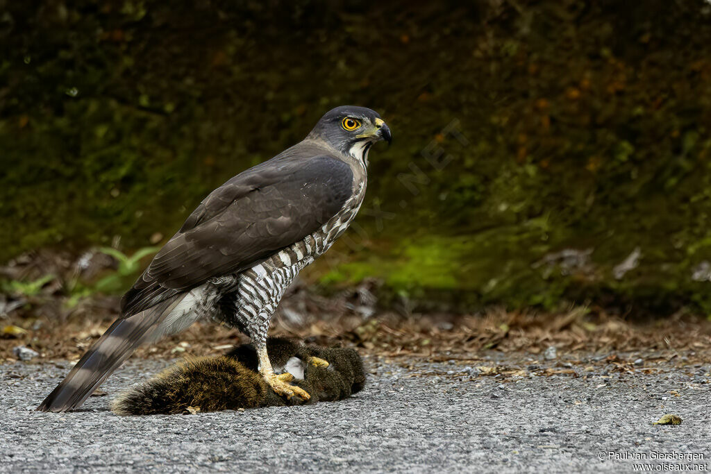 Crested Goshawkadult
