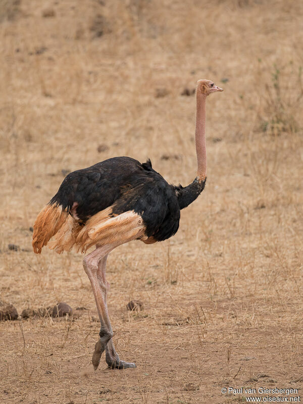 Common Ostrich male adult