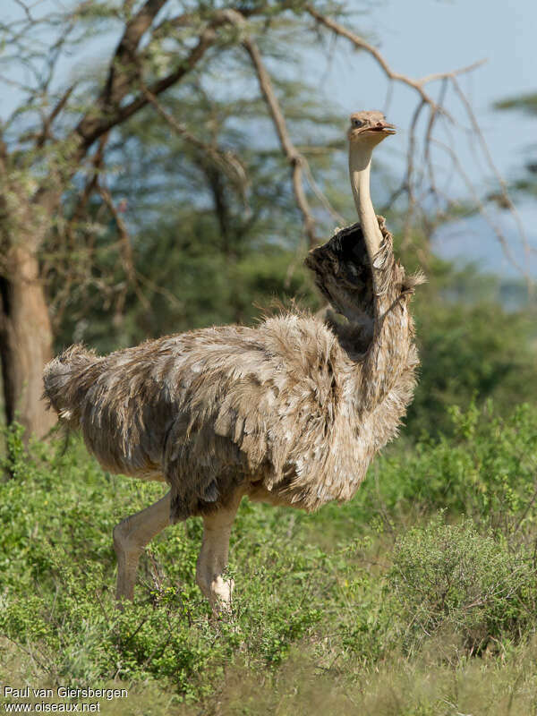 Somali Ostrich