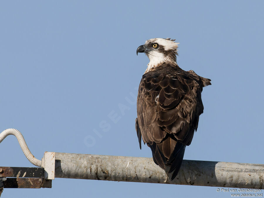 Osprey (cristatus)adult