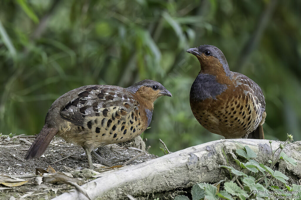 Chinese Bamboo Partridgeadult