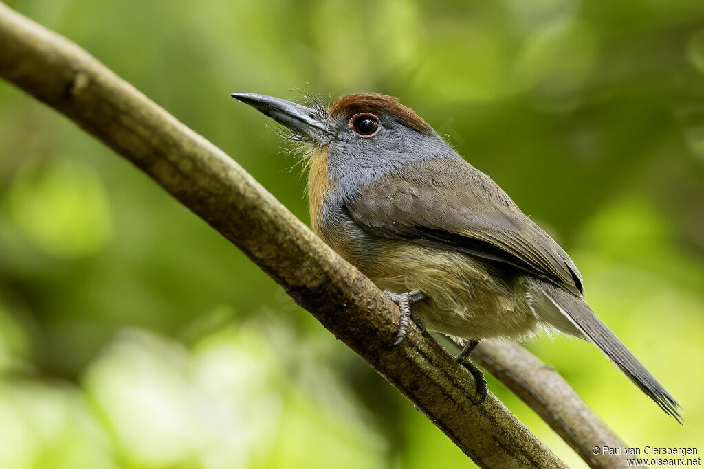 Rufous-capped Nunletadult