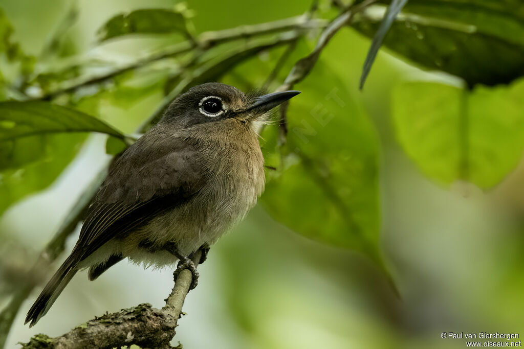 Rusty-breasted Nunletadult