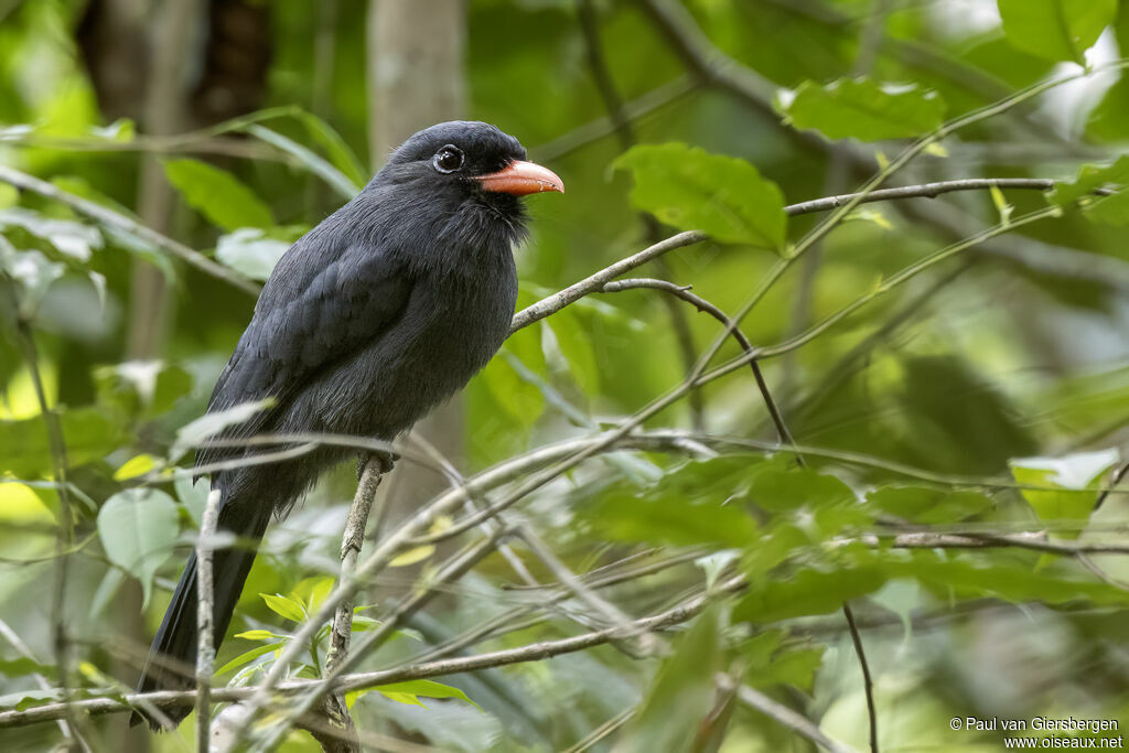 Black-fronted Nunbirdadult