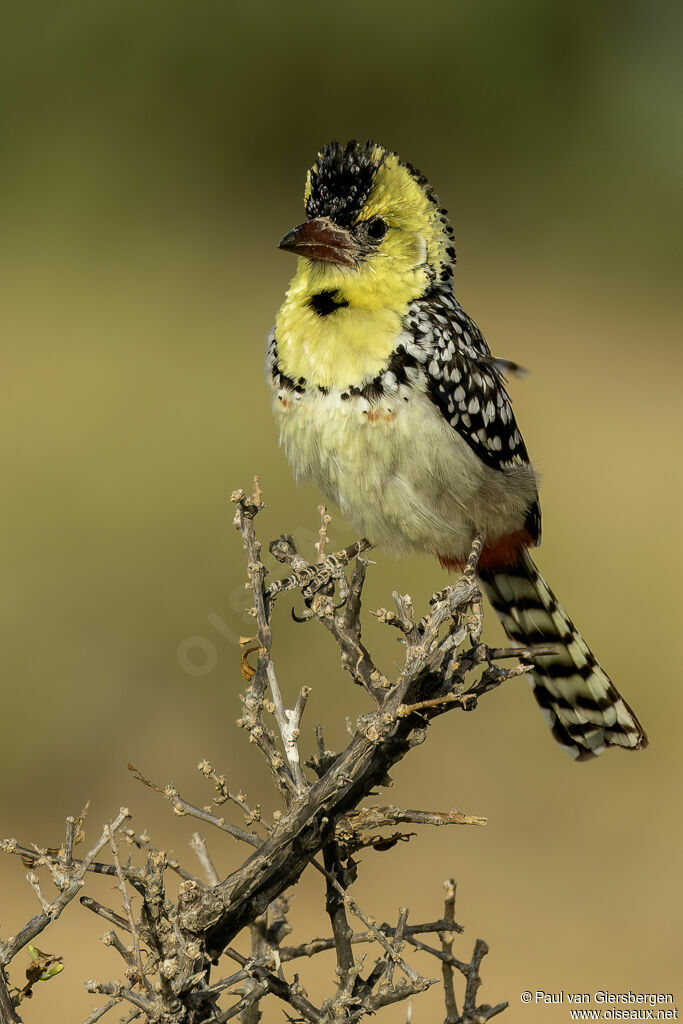 Barbican perlé mâle adulte