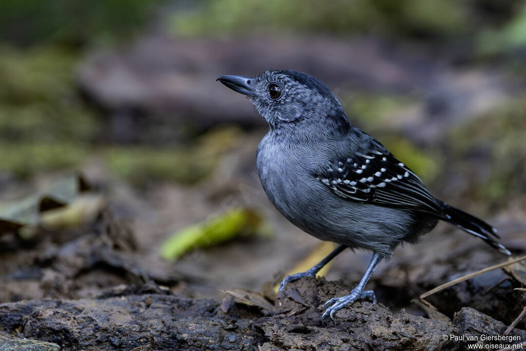 Batara à nuque noire mâle adulte