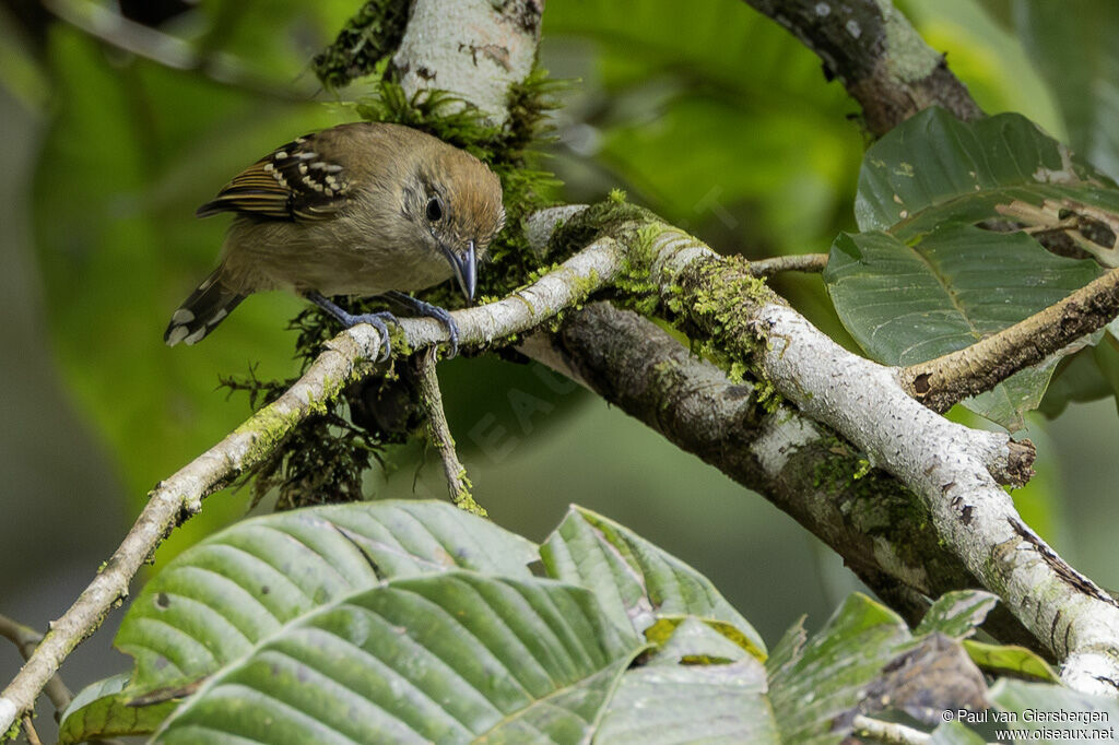 Batara à nuque noire femelle adulte