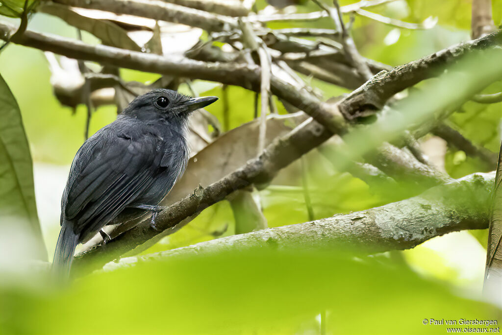 Bluish-slate Antshrike male adult