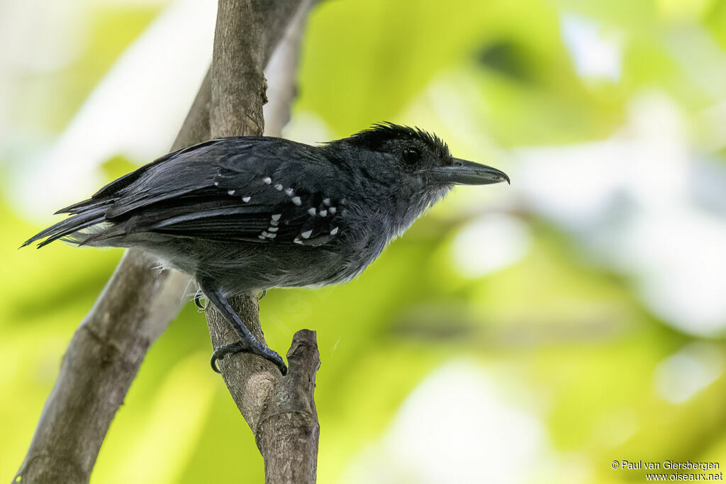 Spot-winged Antshrike male adult