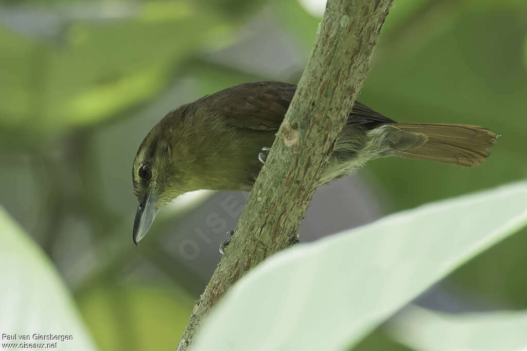 Batara roussetadulte, identification