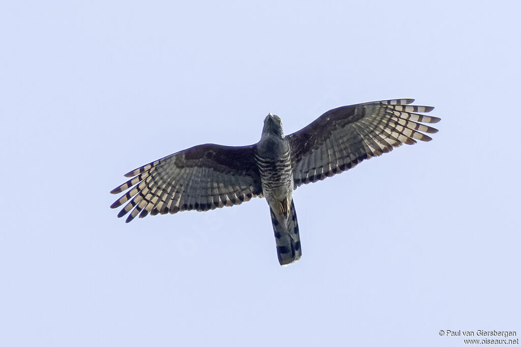 African Cuckoo-Hawkadult