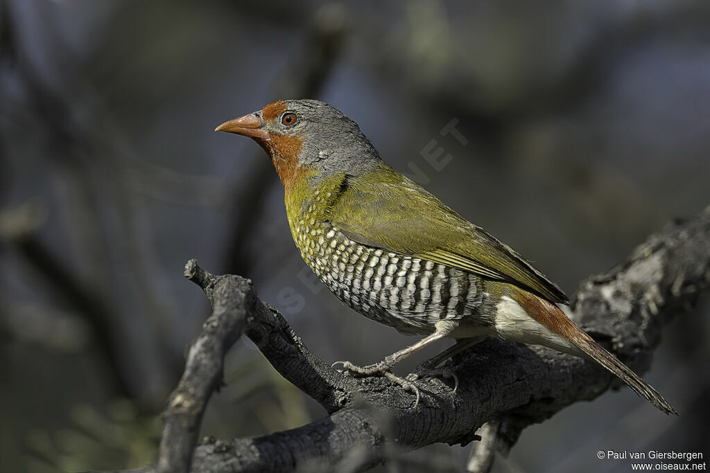 Beaumarquet melba mâle adulte
