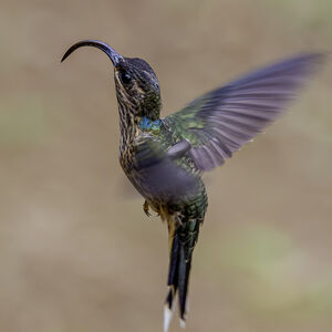 Bec-en-faucille de La Condamine