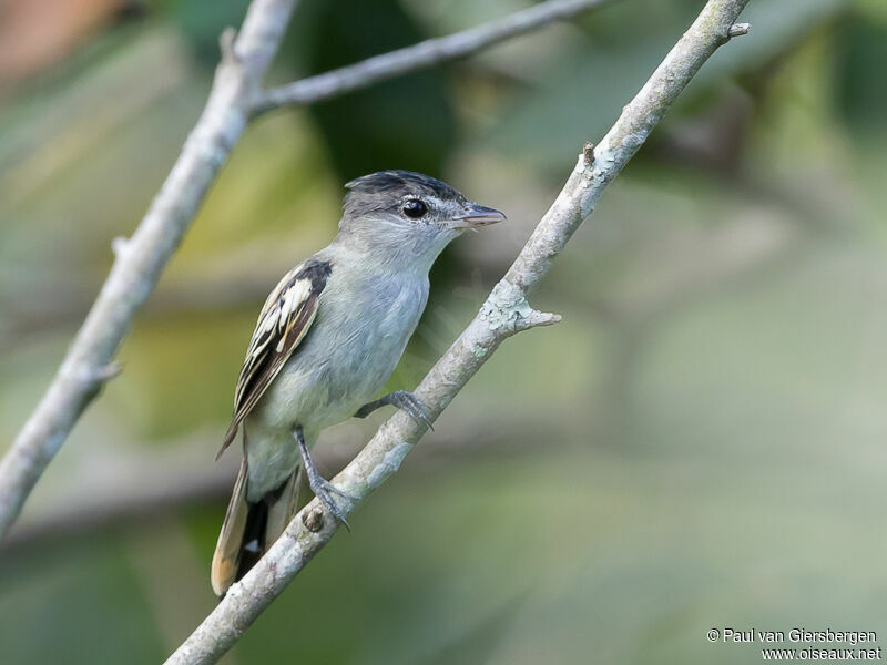 White-winged Becard