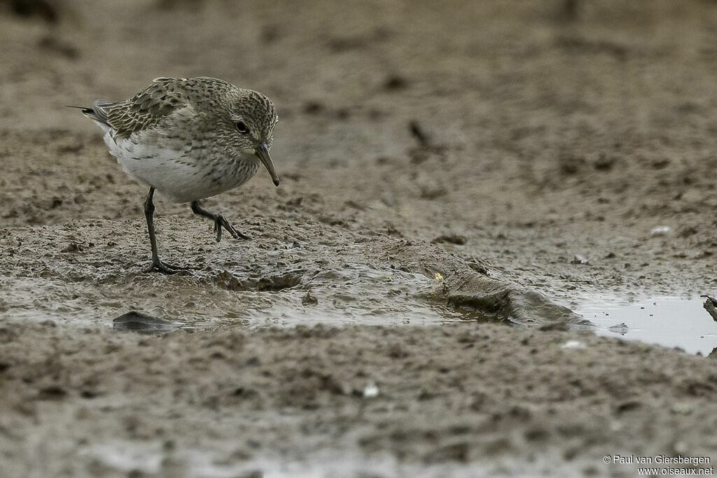White-rumped Sandpiperadult