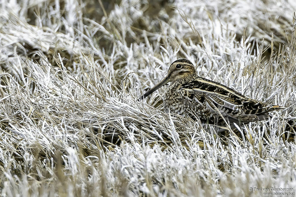 Wilson's Snipeadult