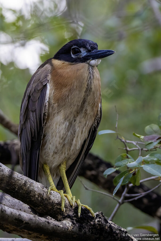White-backed Night Heronadult