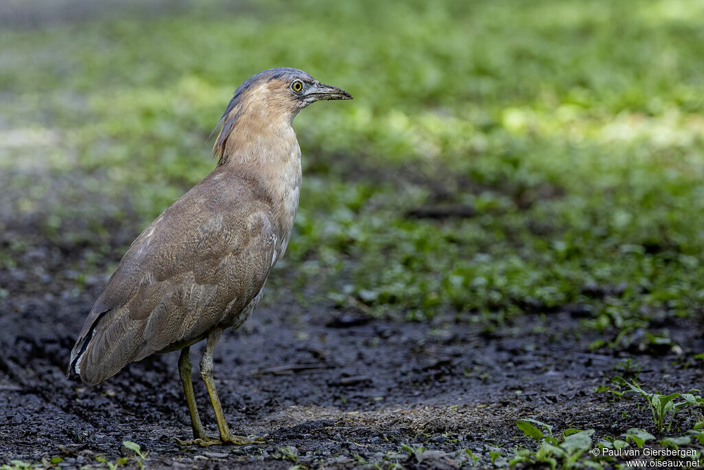 Bihoreau malaisadulte