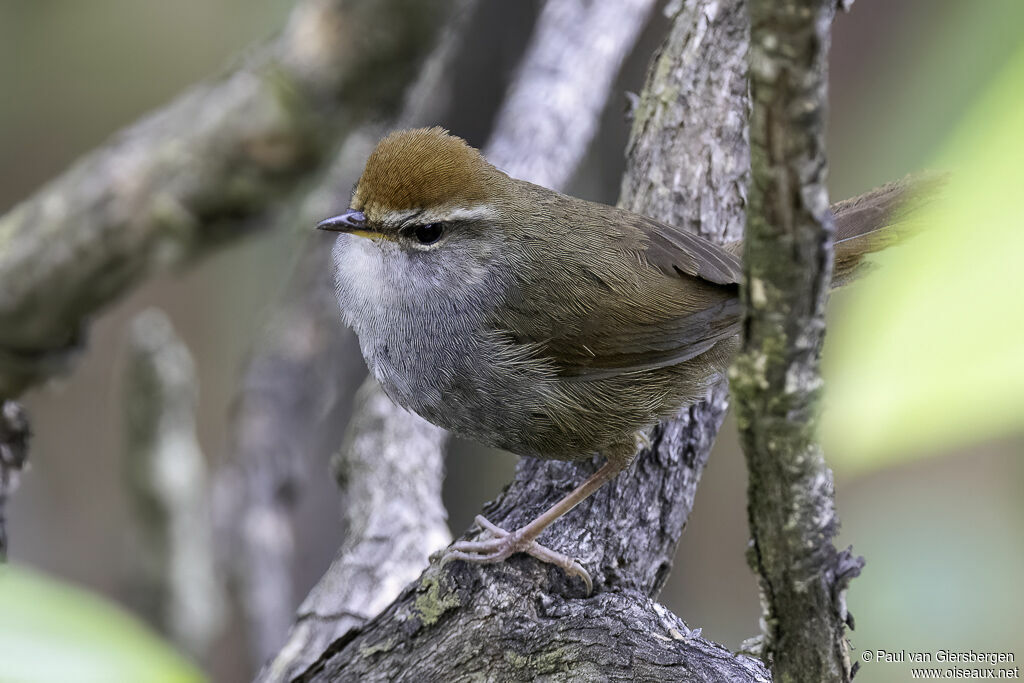 Grey-sided Bush Warbleradult
