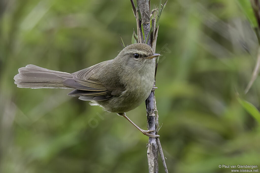 Aberrant Bush Warbleradult