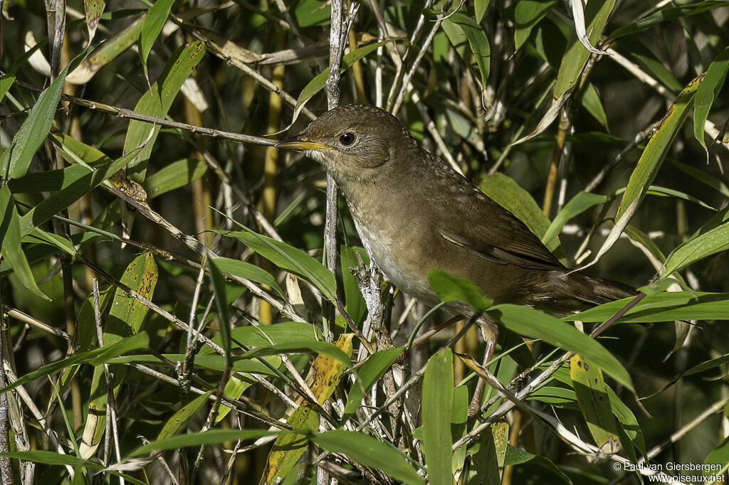 Bouscarle russuleadulte