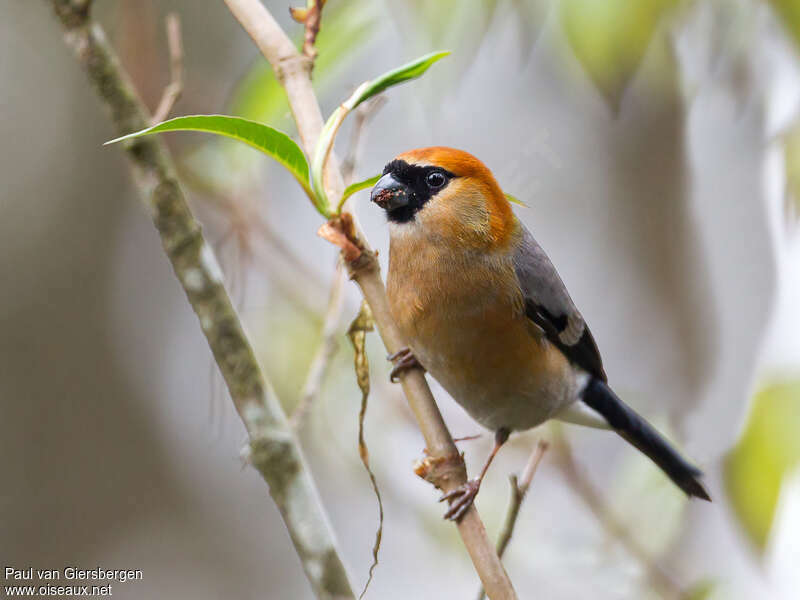 Bouvreuil à tête rouge mâle adulte, identification