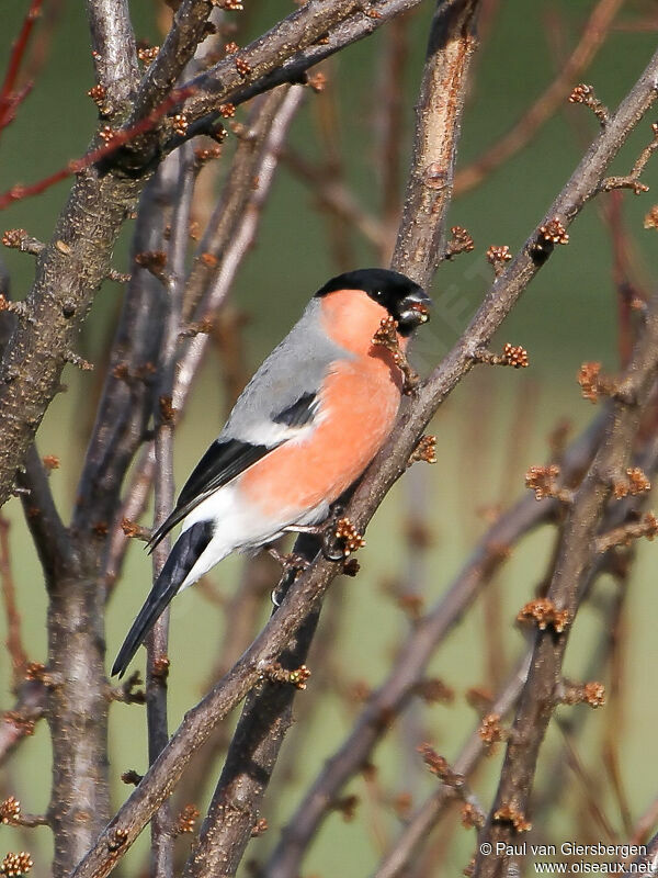 Eurasian Bullfinch